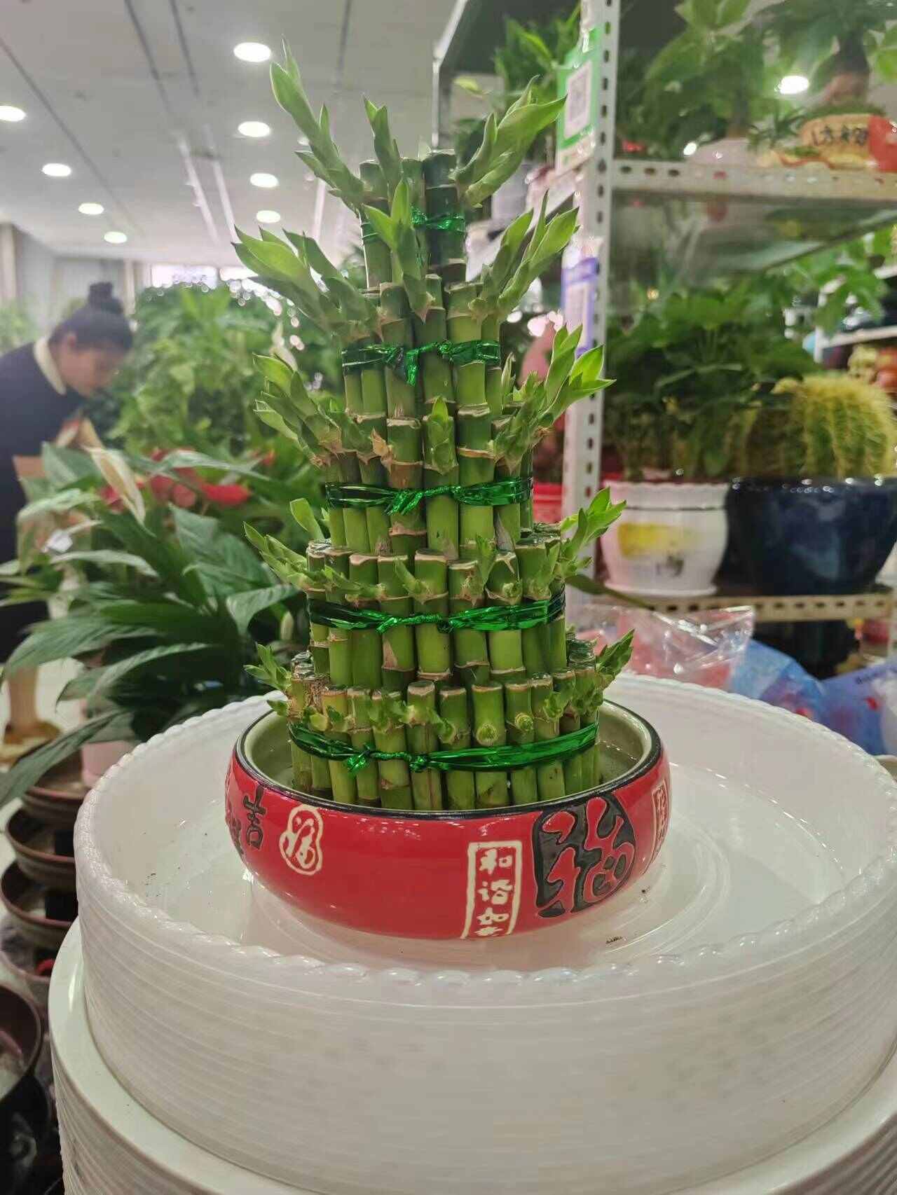 开运竹